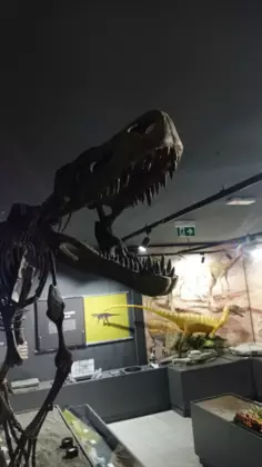 szkielet Smoka wawelskiego z otwartą paszczą w tle inny dinozaur.