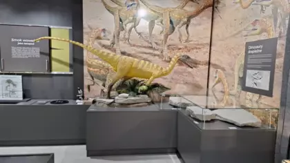 Na gablocie stoi sylwetka celofyza a w gablocie obok są jego odciski.