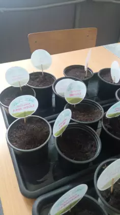 Doniczki z posianymi roślinami.