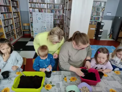 Przedszkolaki przy pomocy Pań sadzą rośliny do doniczek.
