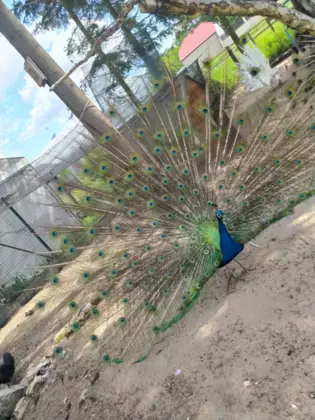 Paw z rozłożonym ogonem w Leśniowie.