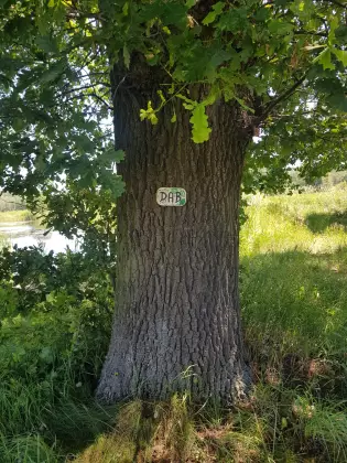 Na łące duży pień drzewa dębu. 