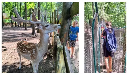 Zdjęcie z danielem o pięknym porożu i zdjęcie z dziećmi w parku linowym.