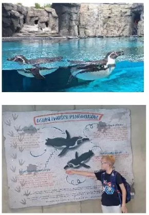 Dwa zdjęcia z pływającymi pingwinami i chłopcem pokazującym planszę z pingwinami.