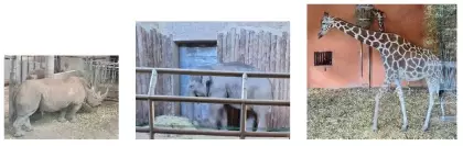 Trzy zdjęcia z nosorożcem, słoniem i żyrafą.