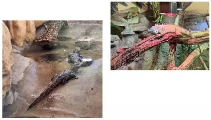 Dwa zdjęcia z krokodylami i z waranami.