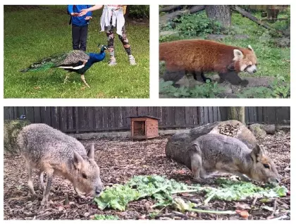 Trzy zdjęcia z pawiem, pandą małą i dwoma małymi zwierzętami podobnymi do kangurów.