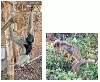 Dwa zdjęcia z małpą trzymającą się gałęzi i dwiema małymi małpkami szukającymi jedzenia w trawie.