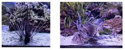 Dwa zdjęcia akwarium z morskim jeżowcem i kolczastą rybą.