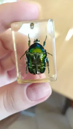 „MIKROKOSMOS WOKÓŁ NAS – POZNAJEMY OWADY' zajęcia w Kośmidrach