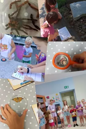 Kolaż zdjęć z warsztatów pt. Mikrokosmos wokół nas – poznajemy owady.