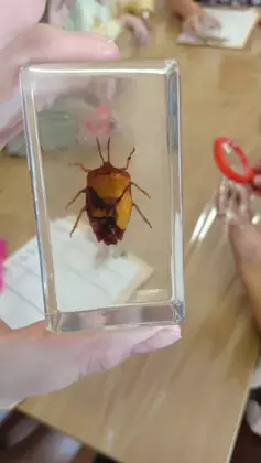 Owad zamknięty w przeźroczystym pojemniku.