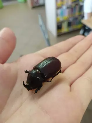 Owad na ręce uczestnika.