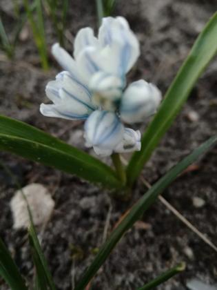 Dzień kobiet w kośmidrach