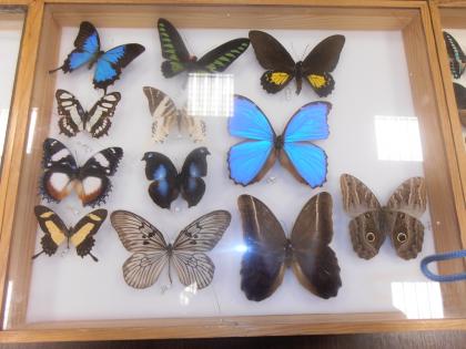 Gady i owady pana pająka 